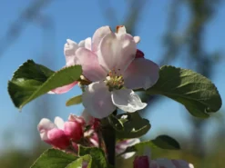 Sommerapfel 'James Grieve' -Deutschland Garten Funk Verkaufs-Shop sommerapfel james grieve m000558 w 4