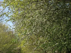 Sommerapfel 'Pfirsichroter Sommerapfel' -Deutschland Garten Funk Verkaufs-Shop sommerapfel pfirsichroter sommerapfel m004902 w 0