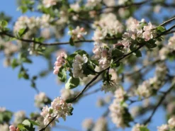 Sommerapfel 'Pfirsichroter Sommerapfel' -Deutschland Garten Funk Verkaufs-Shop sommerapfel pfirsichroter sommerapfel m004902 w 2