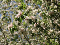 Sommerapfel 'Pfirsichroter Sommerapfel' -Deutschland Garten Funk Verkaufs-Shop sommerapfel pfirsichroter sommerapfel m004902 w 3