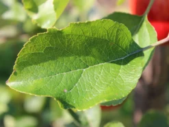 Sommerapfel 'Piros' -Deutschland Garten Funk Verkaufs-Shop sommerapfel piros m006558 w 1