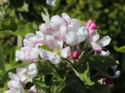 Sommerapfel 'Piros' -Deutschland Garten Funk Verkaufs-Shop sommerapfel piros m006558 w 4