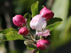 Sommerapfel 'Piros' -Deutschland Garten Funk Verkaufs-Shop sommerapfel piros m006558 w 5