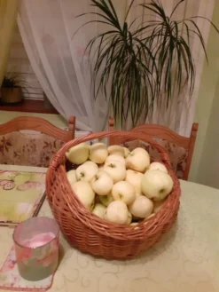 Sommerapfel 'Weißer Klarapfel' -Deutschland Garten Funk Verkaufs-Shop sommerapfel weisser klarapfel m002548 1168337 0