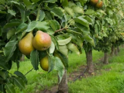 Sommerbirne 'Bunte Julibirne'
