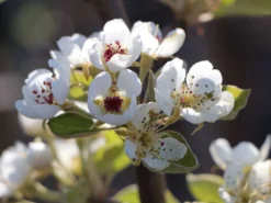 Sommerbirne 'Bunte Julibirne' -Deutschland Garten Funk Verkaufs-Shop sommerbirne bunte julibirne m102648 w 2