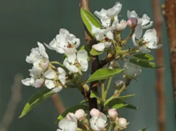 Sommerbirne 'Bunte Julibirne' -Deutschland Garten Funk Verkaufs-Shop sommerbirne bunte julibirne m102648 w 3