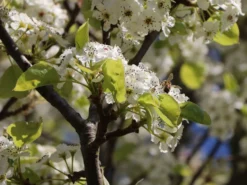 Sommerbirne 'Gute Graue' -Deutschland Garten Funk Verkaufs-Shop sommerbirne gute graue m102649 w 0