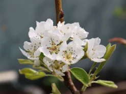 Sommerbirne 'Gute Graue' -Deutschland Garten Funk Verkaufs-Shop sommerbirne gute graue m102649 w 2