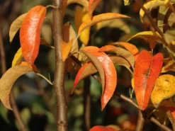 Sommerbirne 'Gute Luise' (mittel) -Deutschland Garten Funk Verkaufs-Shop sommerbirne gute luise mittel m000530 w 0