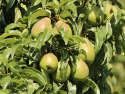 Sommerbirne 'Harrow Delight' ®