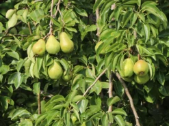 Sommerbirne 'Muskateller', 'Aurate' Mittel