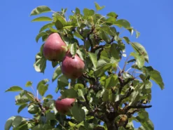 Sommerbirne 'Rote Williams Christ'