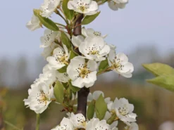 Sommerbirne 'Rote Williams Christ' -Deutschland Garten Funk Verkaufs-Shop sommerbirne rote williams christ m005080 w 2