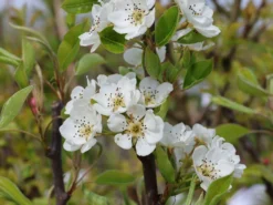 Sommerbirne 'Rote Williams Christ' -Deutschland Garten Funk Verkaufs-Shop sommerbirne rote williams christ m005080 w 3