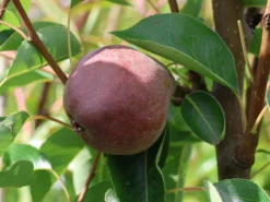 Sommerbirne 'Rote Williams Christ' -Deutschland Garten Funk Verkaufs-Shop sommerbirne rote williams christ m005080 w 4