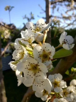 Sommerbirne 'Williams Christ' -Deutschland Garten Funk Verkaufs-Shop sommerbirne williams christbirne m000532 72793 0