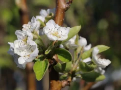 Sommerbirne 'Williams Christ' -Deutschland Garten Funk Verkaufs-Shop sommerbirne williams christbirne m000532 w 1