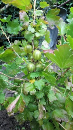 Stachelbeere 'Hinnonmäki Gelb' -Deutschland Garten Funk Verkaufs-Shop stachelbeere hinnonmaeki gelb m002500 718179 0