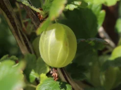 Stachelbeere 'Hinnonmäki Gelb' -Deutschland Garten Funk Verkaufs-Shop stachelbeere hinnonmaeki gelb m002500 w 2