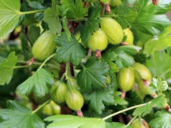 Stachelbeere 'Invicta' Hellgrün -Deutschland Garten Funk Verkaufs-Shop stachelbeere invicta hellgruen m002504 w 0