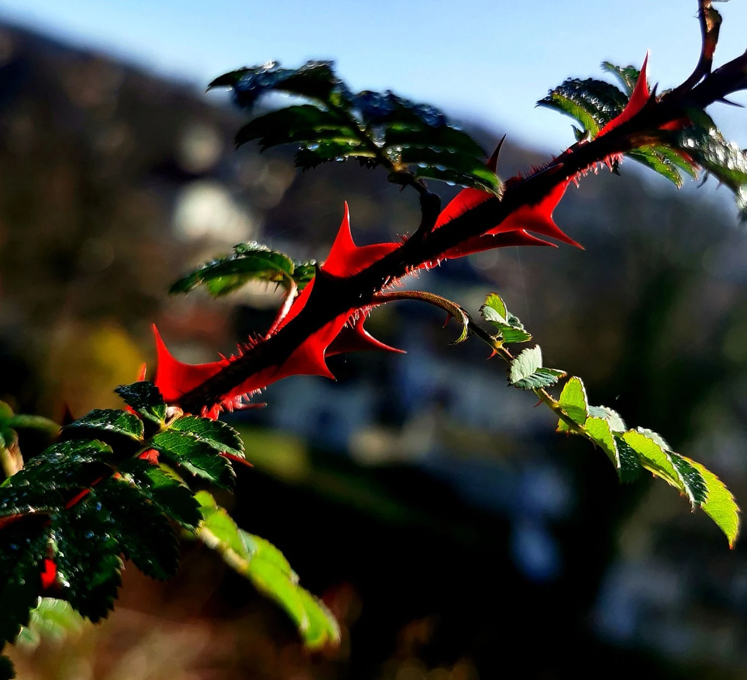 Stacheldrahtrose 10 Stacheldrahtrose – Bild 10