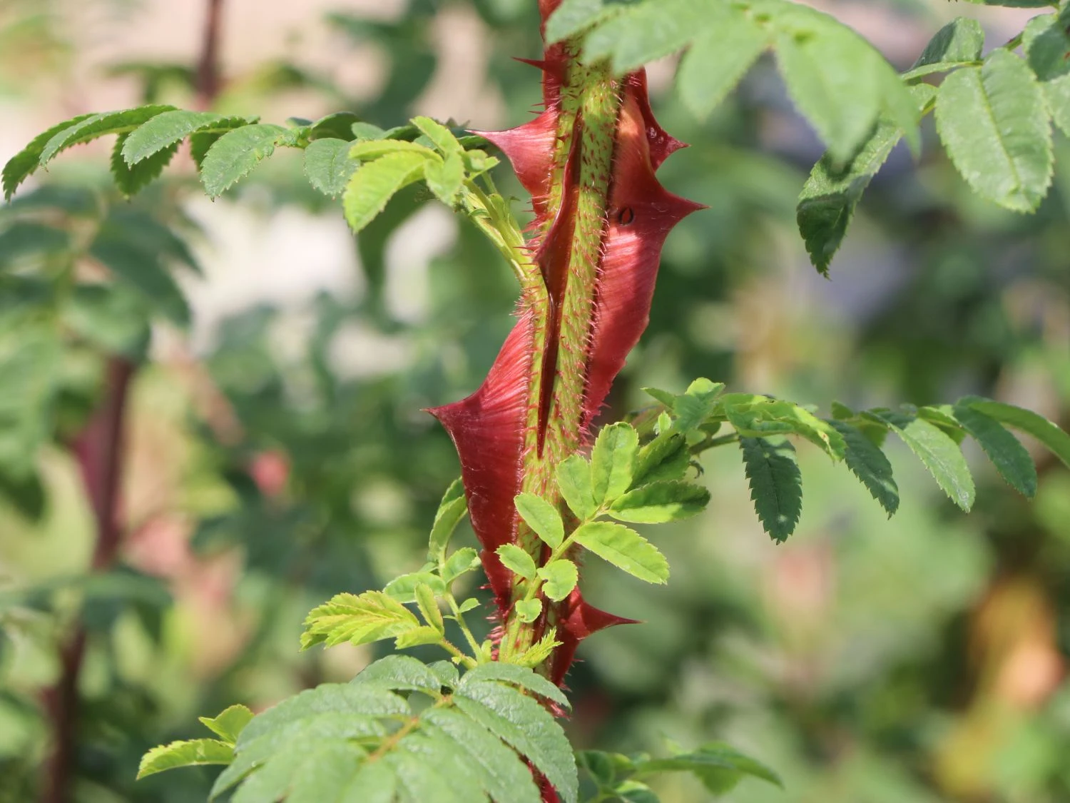 Stacheldrahtrose 8 Stacheldrahtrose – Bild 8