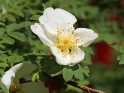 Stacheldrahtrose 18 Stacheldrahtrose -Deutschland Garten Funk Verkaufs-Shop stacheldrahtrose m002668 w 1