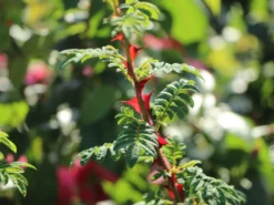 Stacheldrahtrose 16 Stacheldrahtrose -Deutschland Garten Funk Verkaufs-Shop stacheldrahtrose m002668 w 2