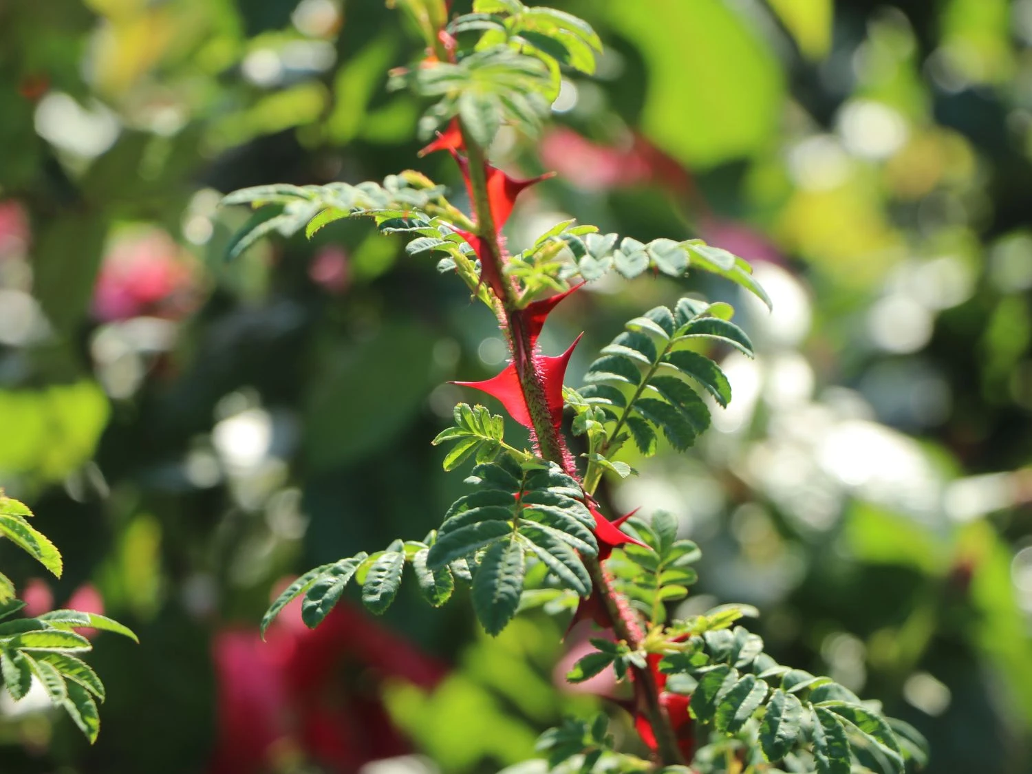 Stacheldrahtrose 7 Stacheldrahtrose – Bild 7