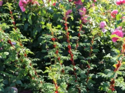 Stacheldrahtrose 15 Stacheldrahtrose -Deutschland Garten Funk Verkaufs-Shop stacheldrahtrose m002668 w 3