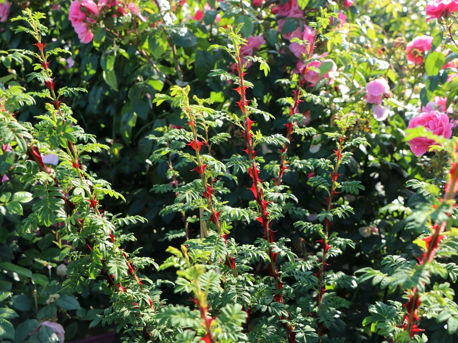 Stacheldrahtrose 6 Stacheldrahtrose – Bild 6