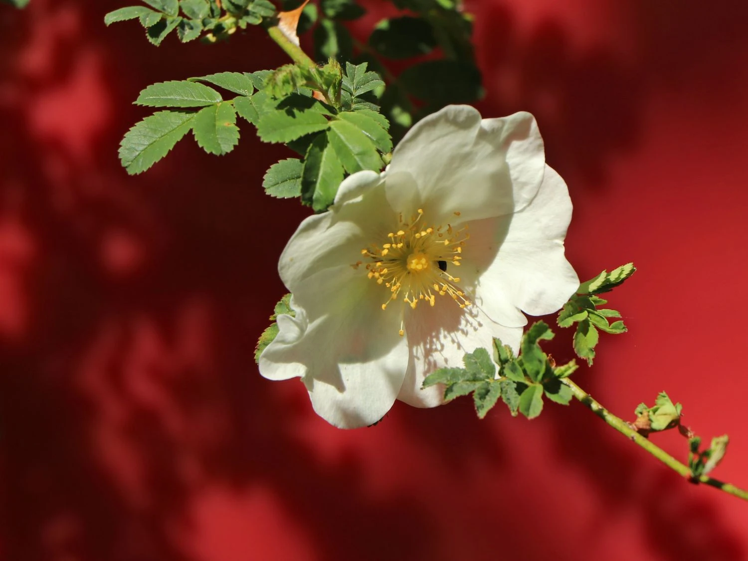 Stacheldrahtrose 5 Stacheldrahtrose – Bild 5