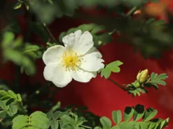 Stacheldrahtrose 12 Stacheldrahtrose -Deutschland Garten Funk Verkaufs-Shop stacheldrahtrose m002668 w 5