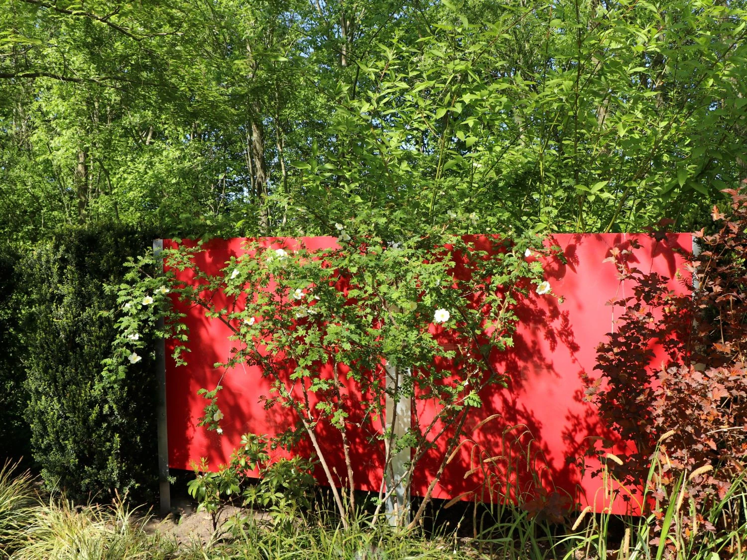 Stacheldrahtrose 2 Stacheldrahtrose – Bild 2