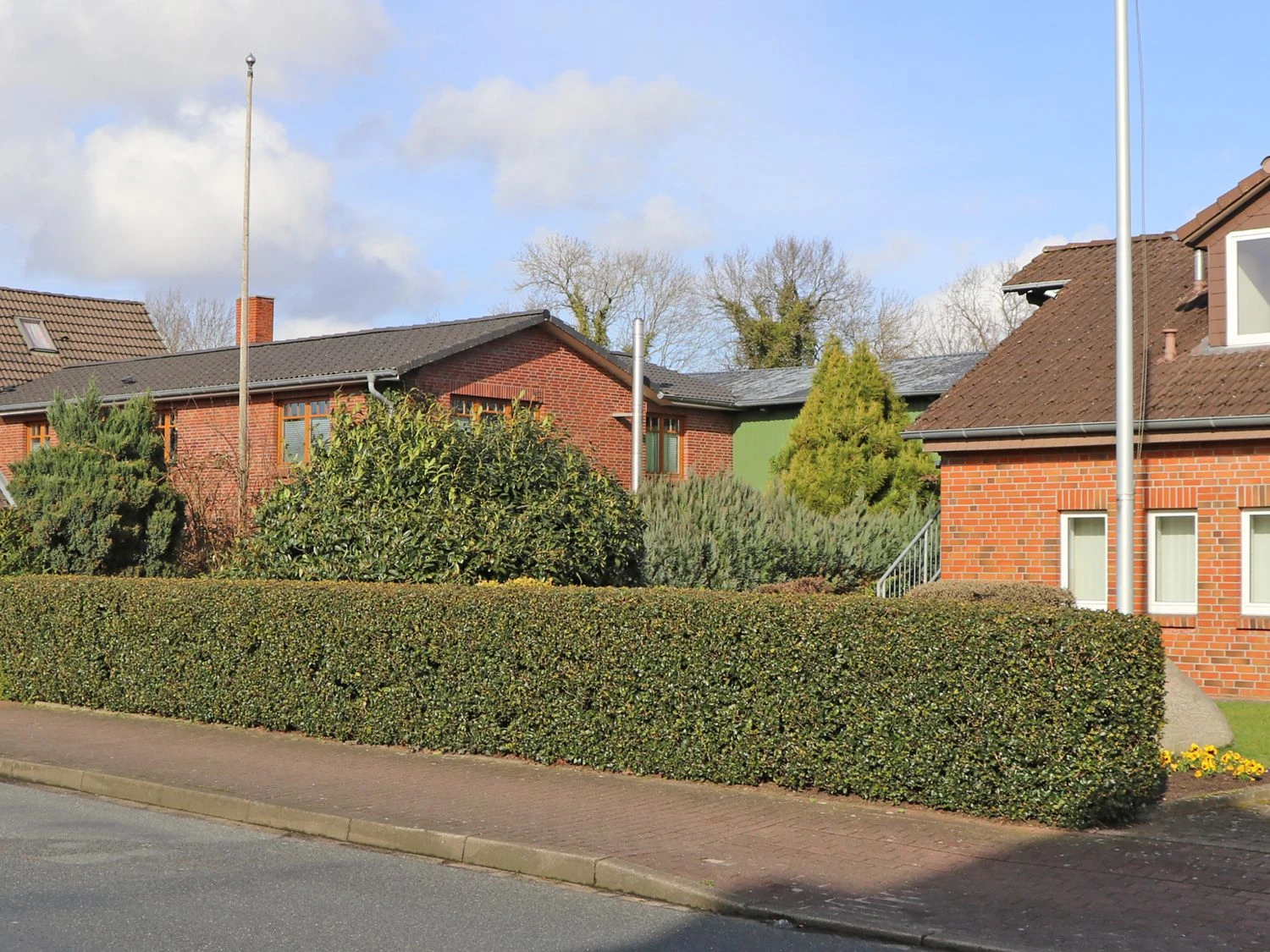 Stechpalme 'Blue Prince' ® 5 Stechpalme 'Blue Prince' ® – Bild 5