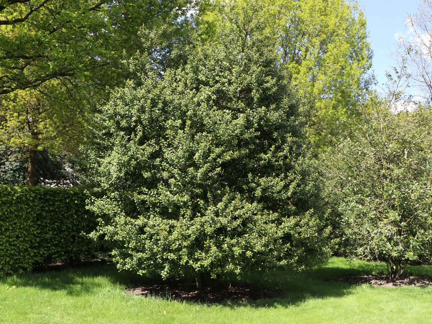 Stechpalme 'Blue Prince' ® 6 Stechpalme 'Blue Prince' ® – Bild 6