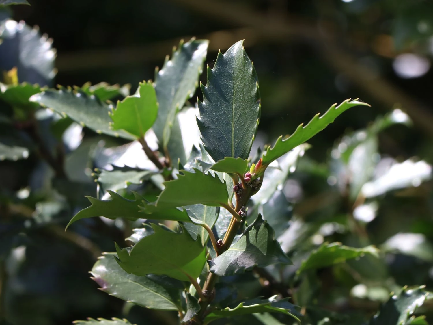 Stechpalme 'Blue Prince' ® 4 Stechpalme 'Blue Prince' ® – Bild 4