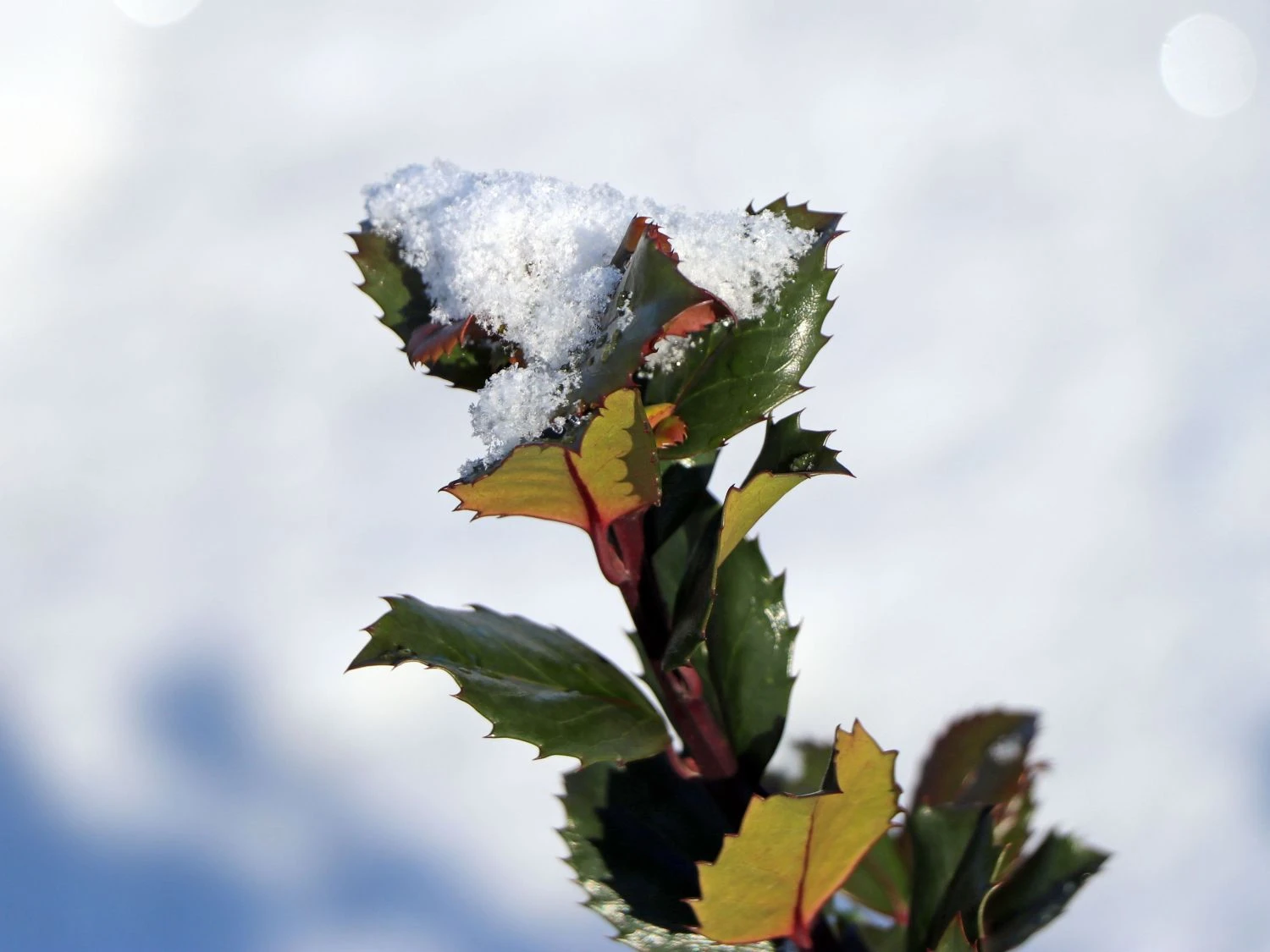 Stechpalme 'Blue Prince' ® 12 Stechpalme 'Blue Prince' ® – Bild 12