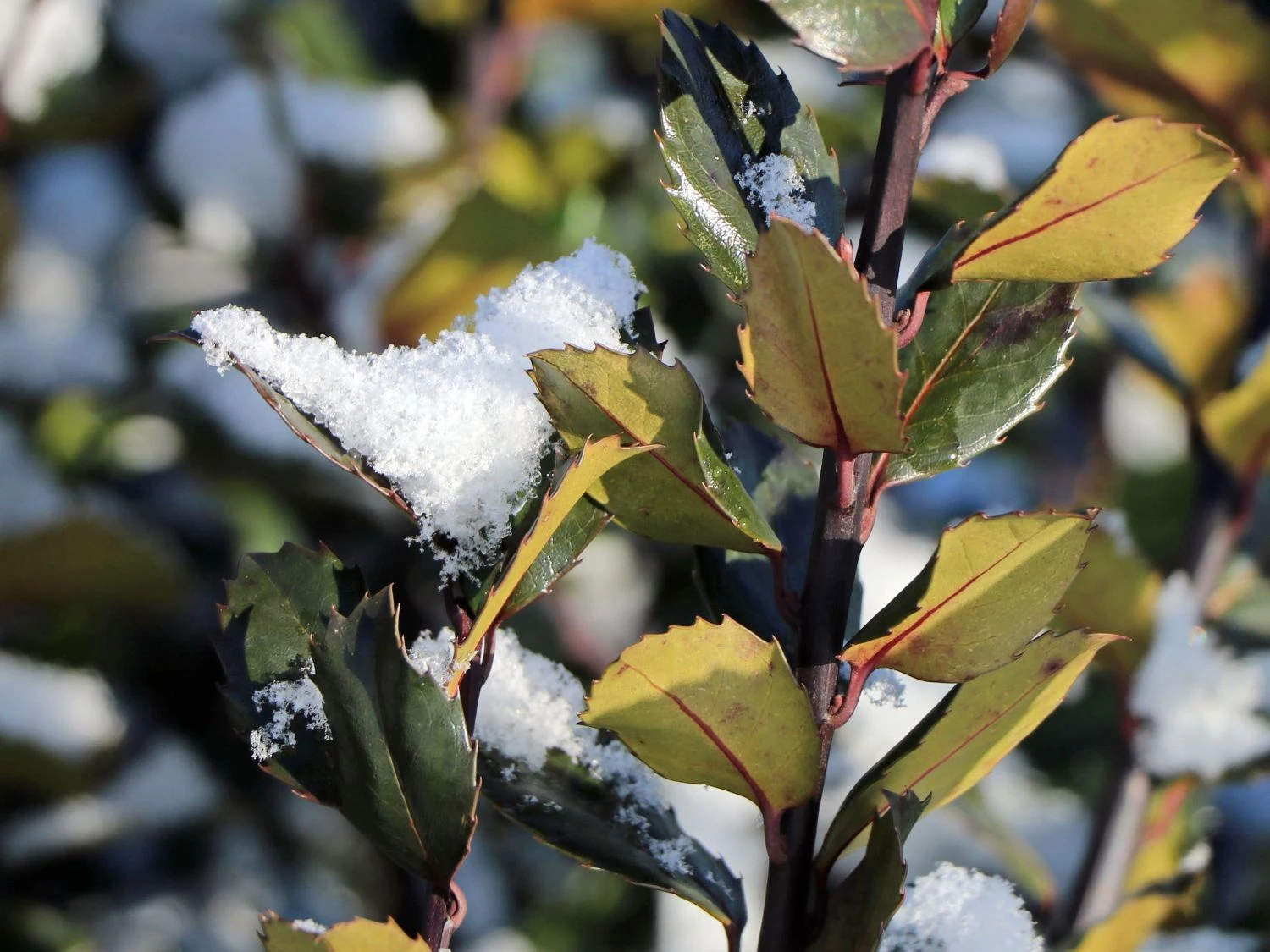 Stechpalme 'Blue Prince' ® 2 Stechpalme 'Blue Prince' ® – Bild 2