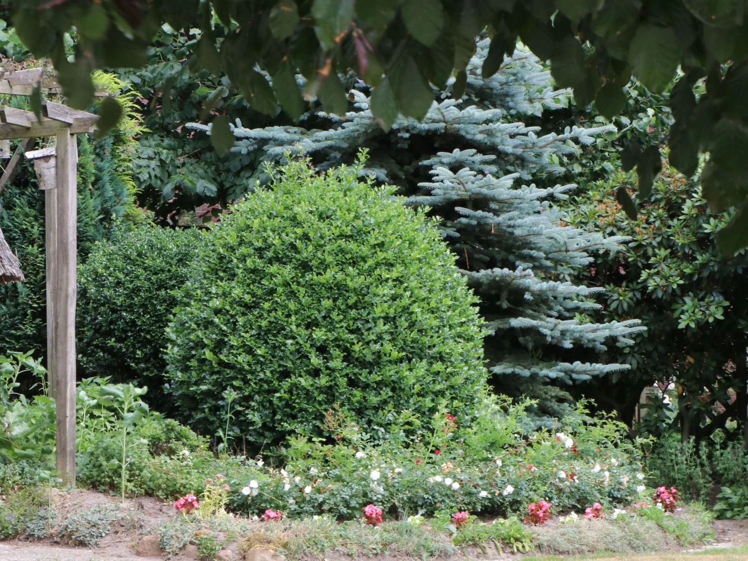 Stechpalme 'Blue Prince' ® 7 Stechpalme 'Blue Prince' ® – Bild 7