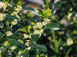 Stechpalme 'Heckenfee' -Deutschland Garten Funk Verkaufs-Shop stechpalme heckenfee m006392 w 0