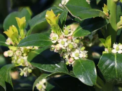 Stechpalme 'Heckenfee' -Deutschland Garten Funk Verkaufs-Shop stechpalme heckenfee m006392 w 1