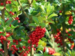 Stechpalme 'Heckenfee' -Deutschland Garten Funk Verkaufs-Shop stechpalme heckenfee m006392 w 2