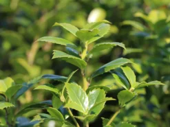 Stechpalme 'Heckenfee' -Deutschland Garten Funk Verkaufs-Shop stechpalme heckenfee s m006392 w 0