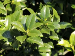 Stechpalme 'Heckenfee' -Deutschland Garten Funk Verkaufs-Shop stechpalme heckenfee s m006392 w 2