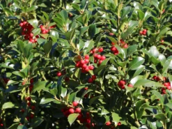 Stechpalme 'Heckenfee' -Deutschland Garten Funk Verkaufs-Shop stechpalme heckenfee s m006392 w 3