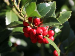 Stechpalme 'Heckenfee' -Deutschland Garten Funk Verkaufs-Shop stechpalme heckenfee s m006392 w 4