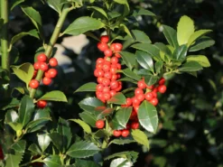 Stechpalme 'Heckenfee' -Deutschland Garten Funk Verkaufs-Shop stechpalme heckenfee s m006392 w 7