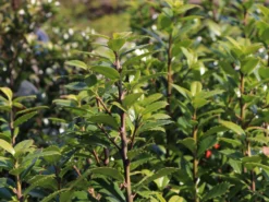 Stechpalme 'Heckenpracht' (S) -Deutschland Garten Funk Verkaufs-Shop stechpalme heckenpracht s m006390 w 0